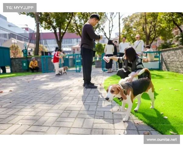 掌握这五大实用攻略让你的宠物快速提升技能变身聪明小达人
